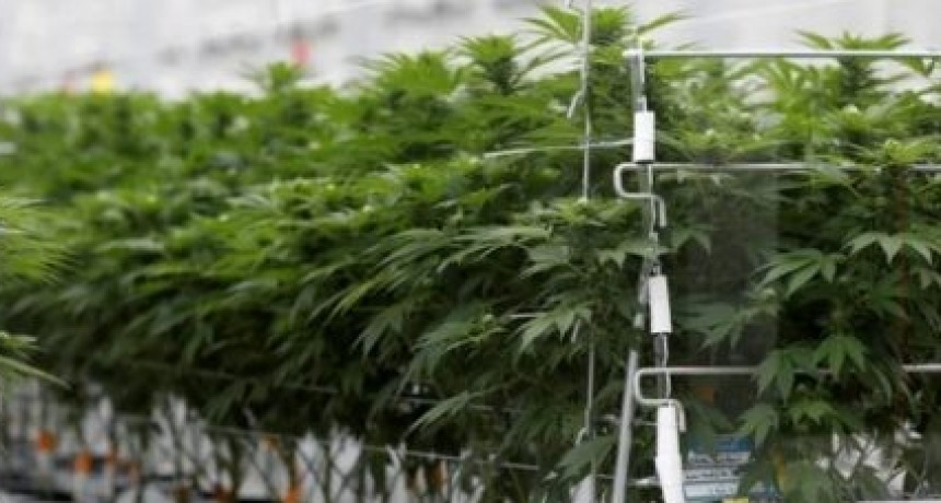 Dos mol&eacute;culas de la planta de cannabis podr&iacute;an ayudar a prevenir la infecci&oacute;n por COVID-19