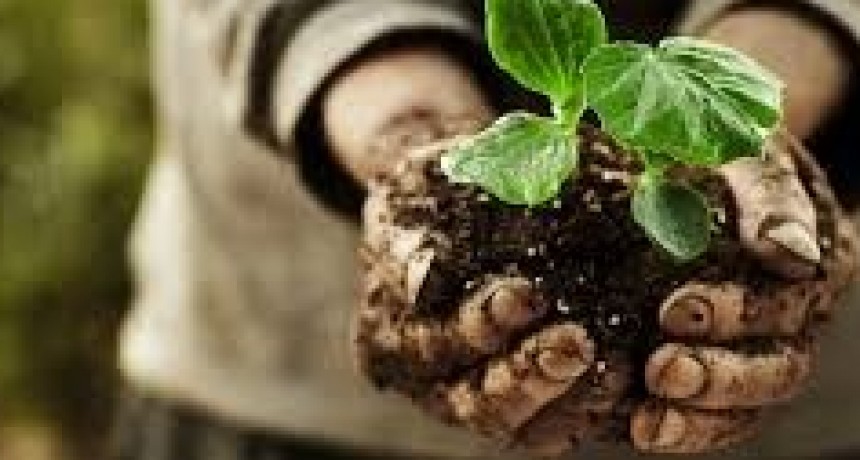 Frutas y verduras para los chanchos. &iquest;Y para la gente??/ #Caf&eacute;ALaTurcaExpress24/04/2020