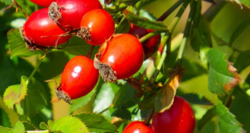 Las bondades de la rosa mosqueta